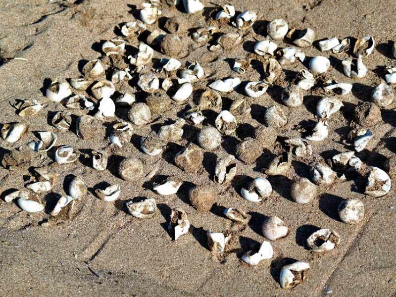 La acumulación de metales traza en ellos refleja la contaminación en el ambiente al que están expuestas las hembras a lo largo de sus rutas migratorias.