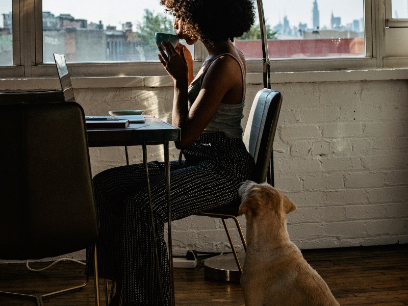 Las personas deben conocer muy bien a sus mascotas antes de llevarlas a un local pet friendly. Foto ilustrativa / Pexels.