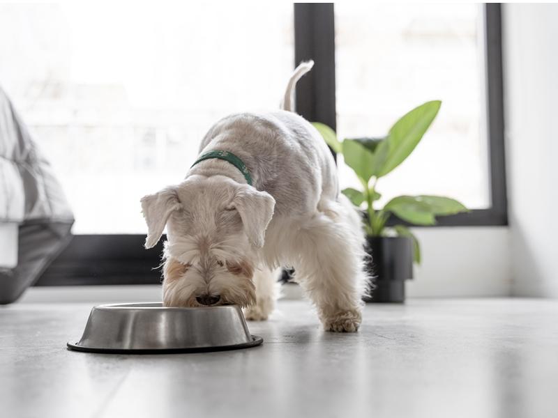 Dueños de mascotas están gastando más de 150 dólares al mes en alimento para perros. Foto / Freepik.